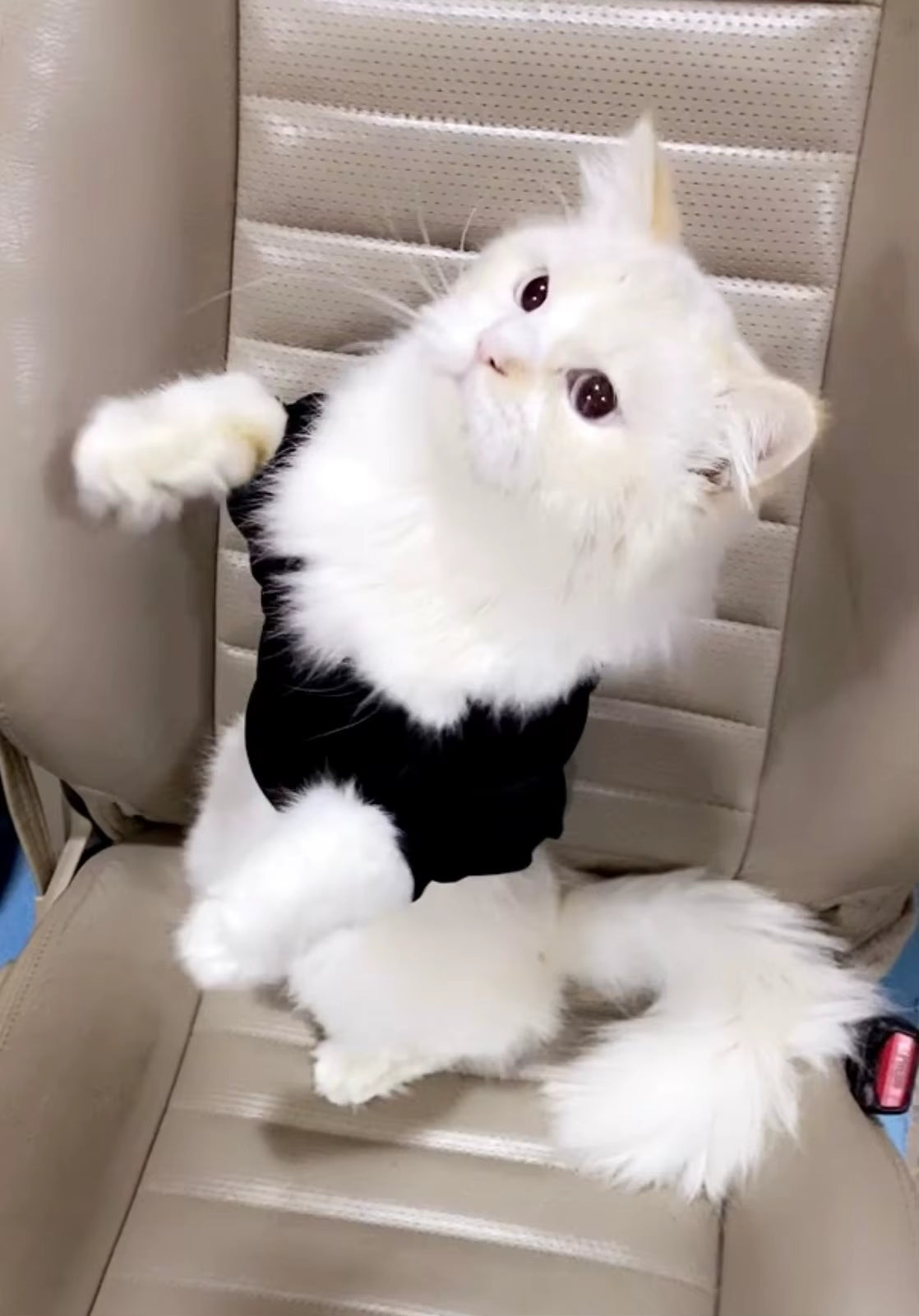 Fashion Cat Cool Clothes Autumn Winter Puppy Kitty Letter Printed Hoodies Accesorios Kitten Clothes Jumper Designer Cat Outfits